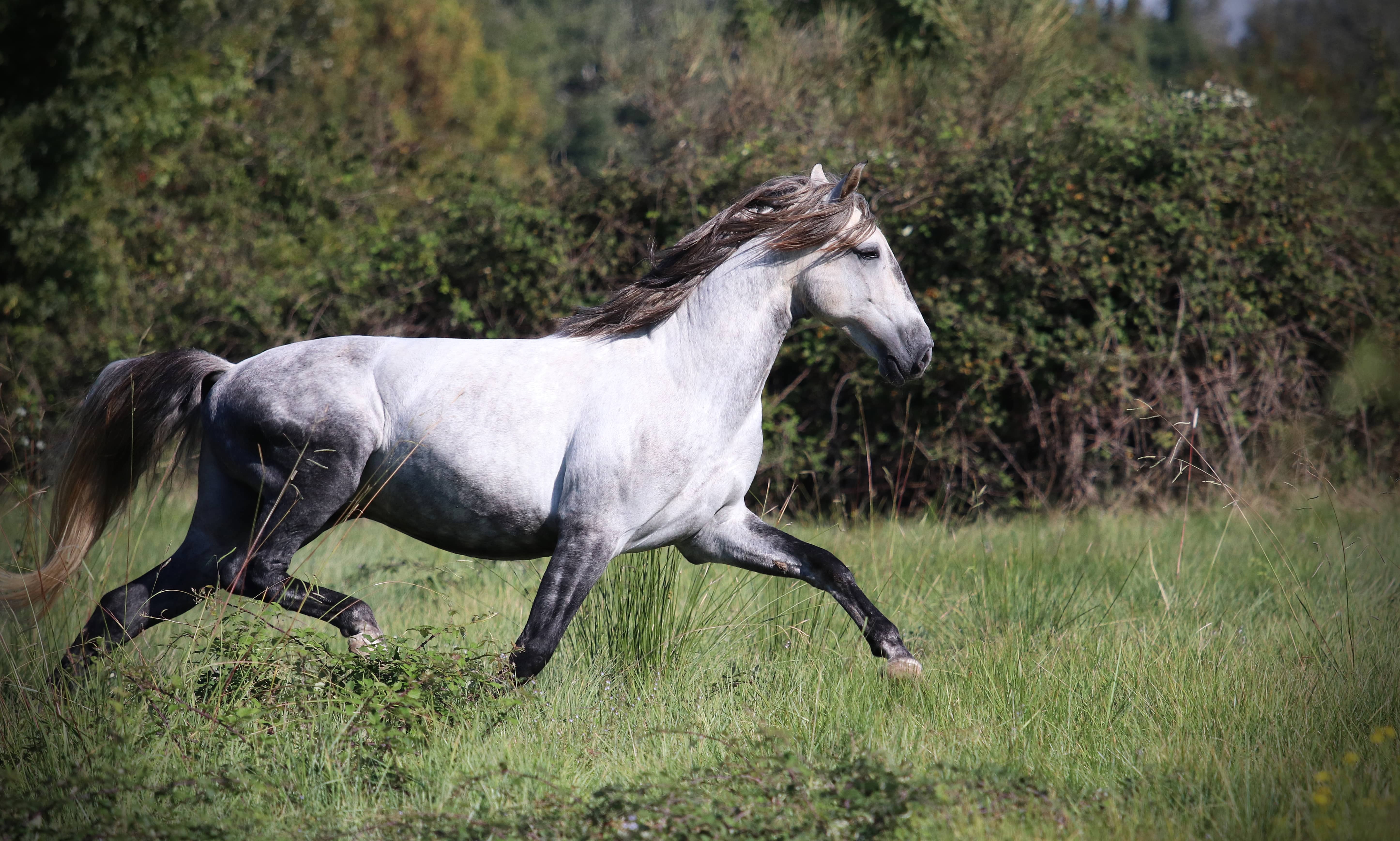 Image de l'annonce Cruzado male 4ans (Violono)
