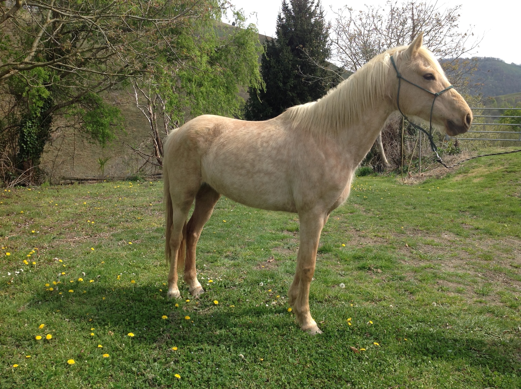 Image de l'annonce Jument demi sang arabe palomino