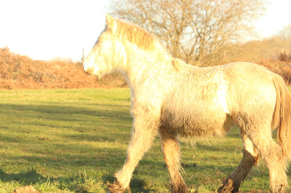 Image de l'annonce Poulain gypsy cob