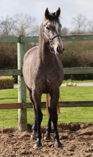 Image de l'annonce Jolie cheval gris