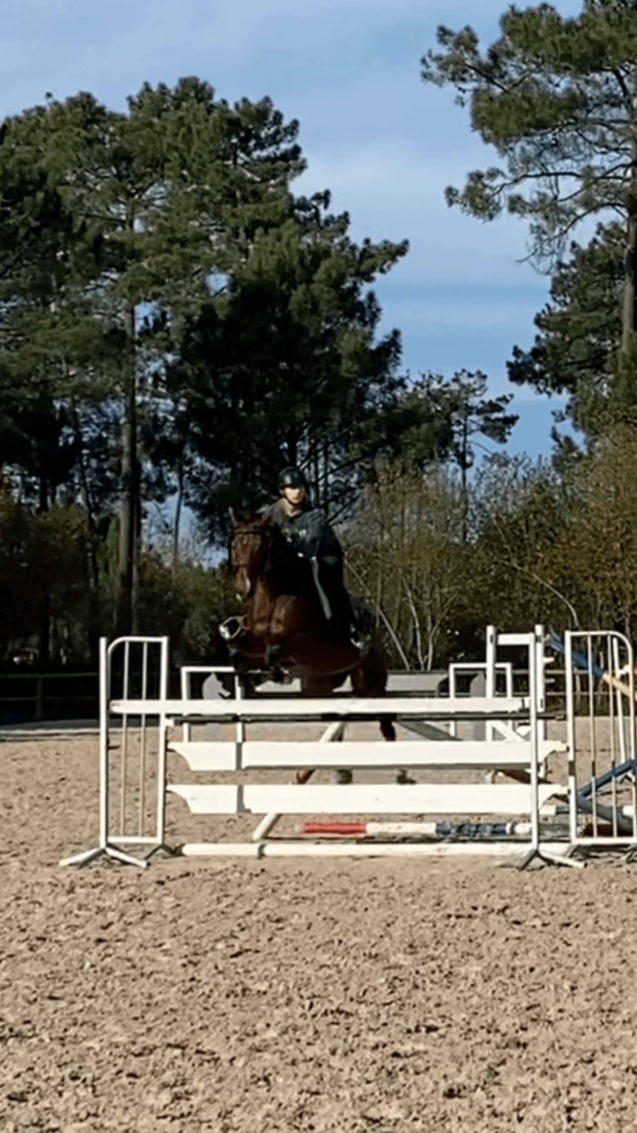 Image de l'annonce recherche cheval à confier ou à valoriser