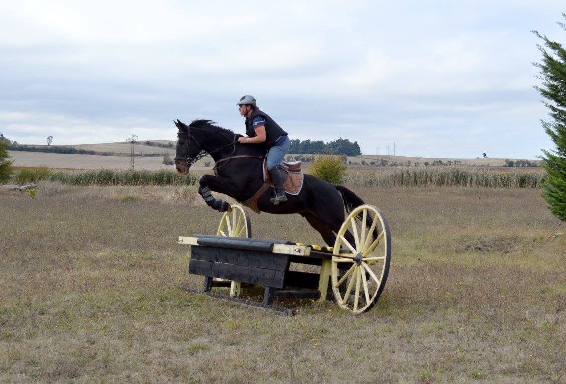 Image de l'annonce Vente Cheval AA