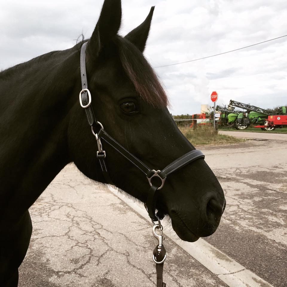 Image de l'annonce Welsh cob pleins papiers