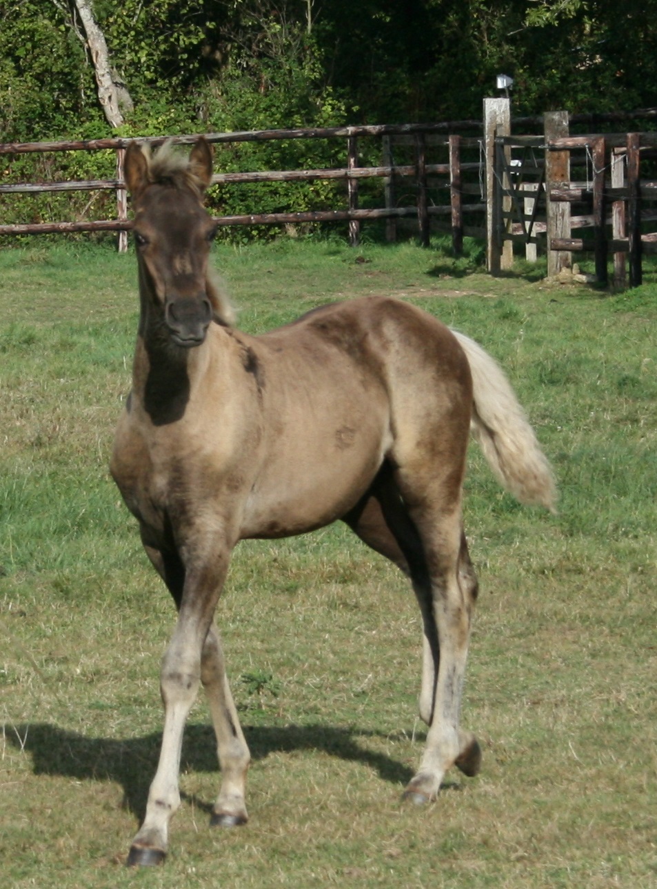 Image de l'annonce Poulain black silver dapple 50% ibérique
