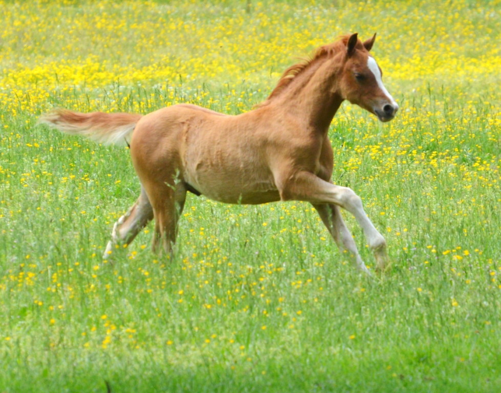 Image de l'annonce Magnifique poulain Welsh Pony/Poney
