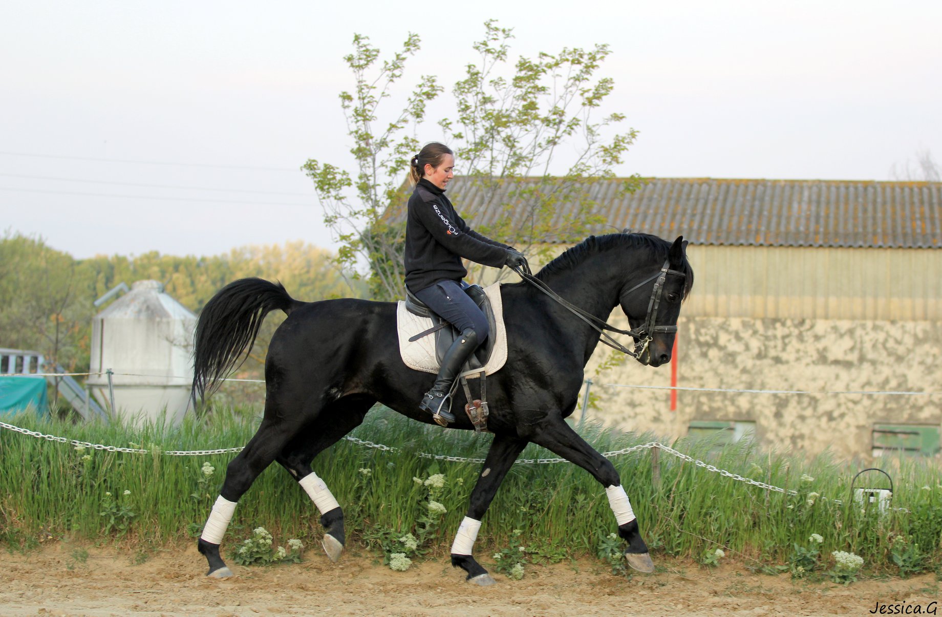 Image de l'annonce cheval dressage