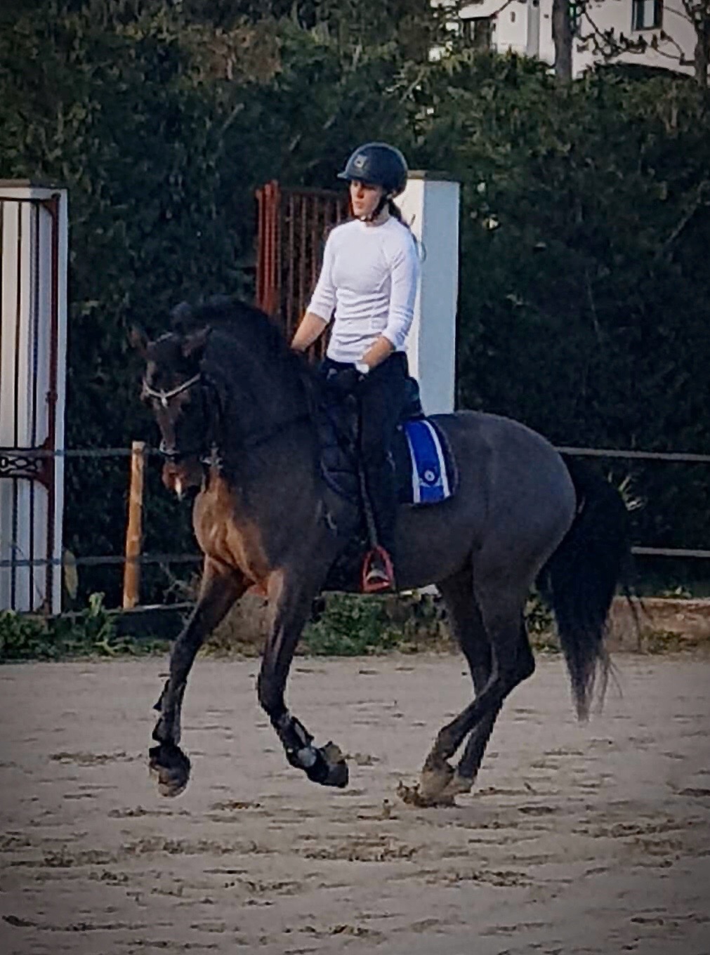 Image de l'annonce Pure race espagnole
