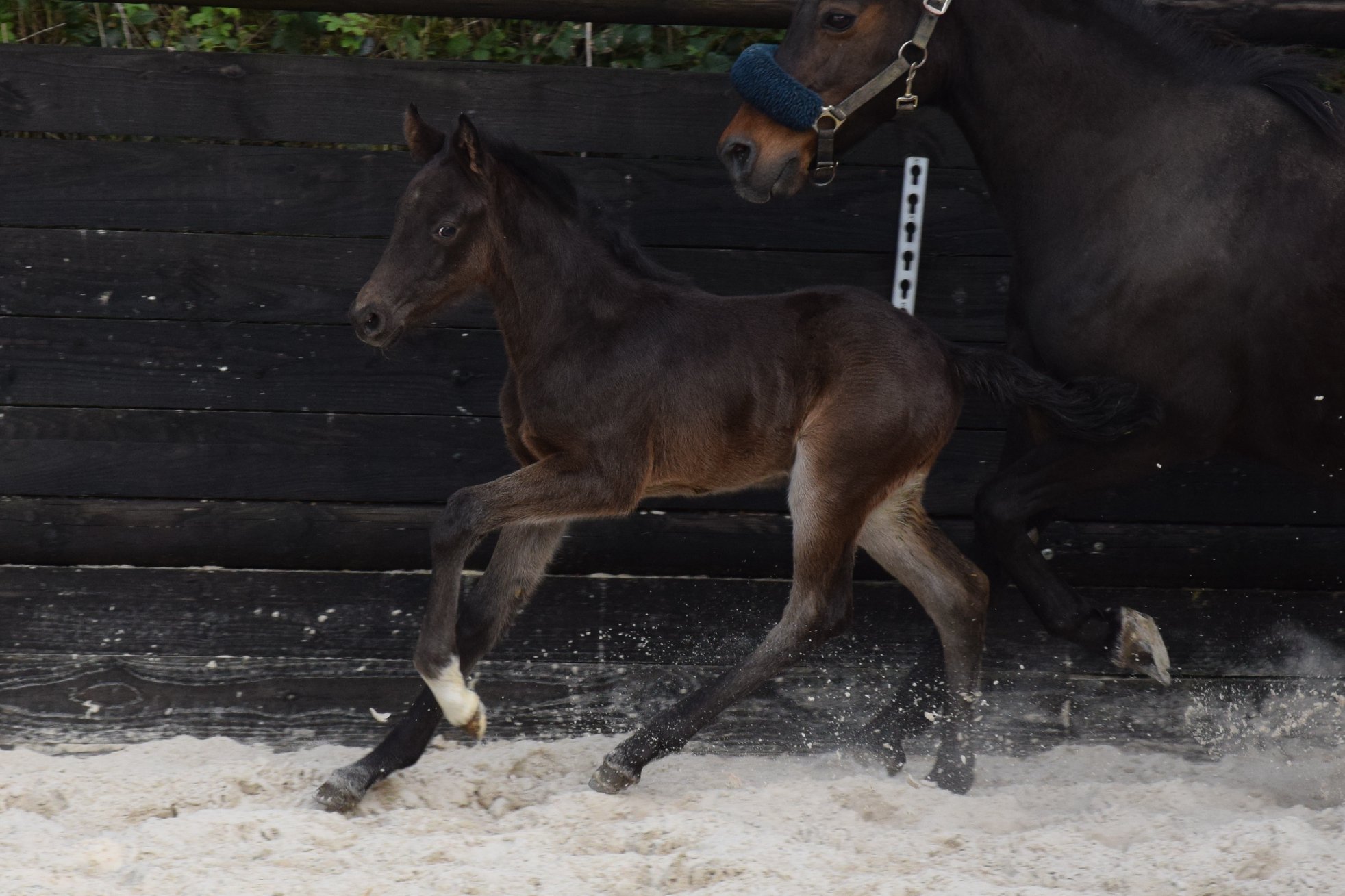 Image de l'annonce Foal 2019 Malito de Reve x Welcome Sympatico