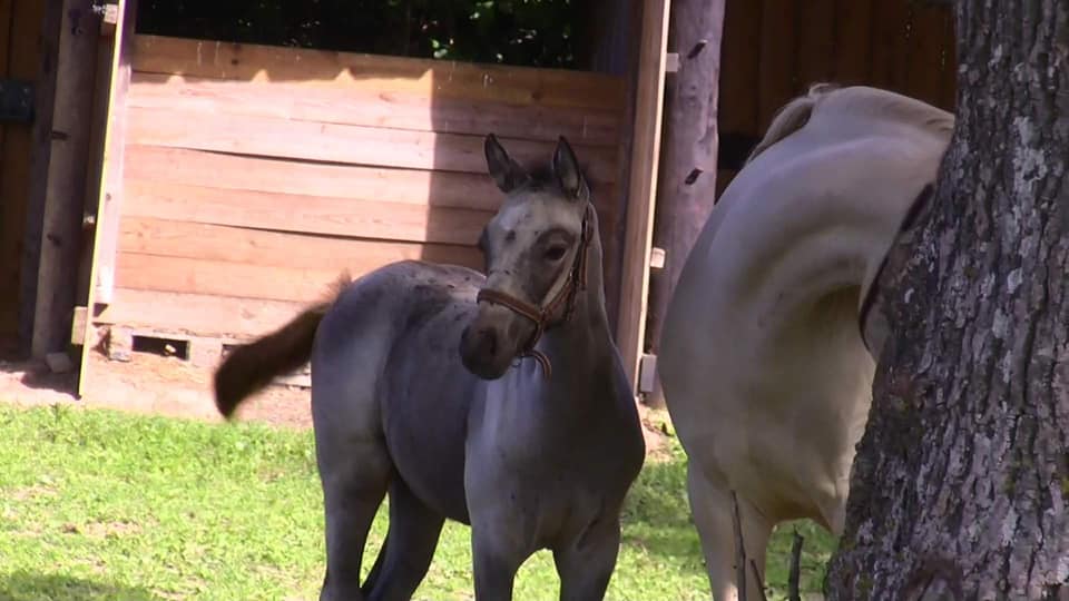 Image de l'annonce Pouliche PFS Isabelle de 2021