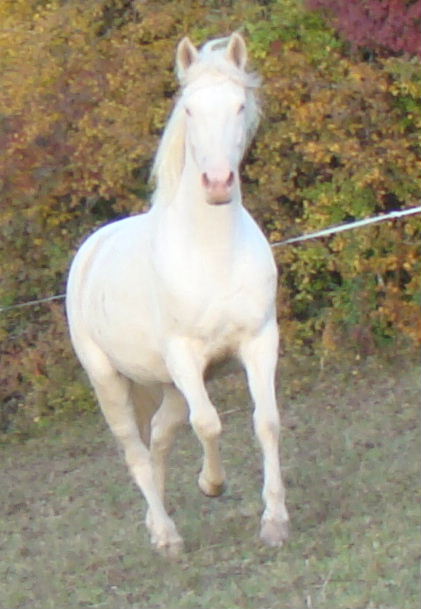 Image de l'annonce jument de race et de robe crème, suitée, montée, 1m55