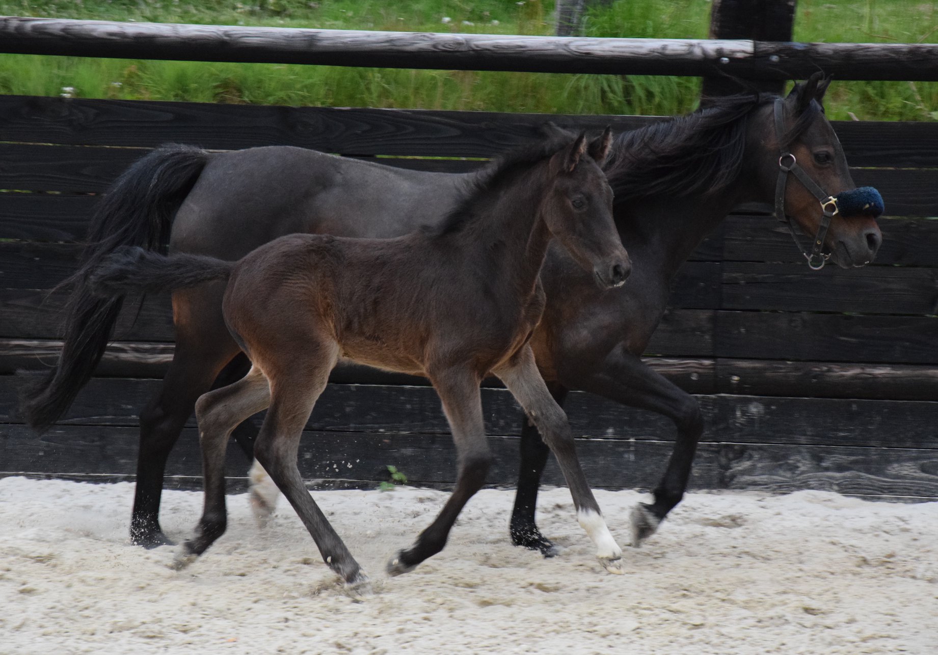 Image de l'annonce Foal 2019 Malito de Reve x Welcome Sympatico