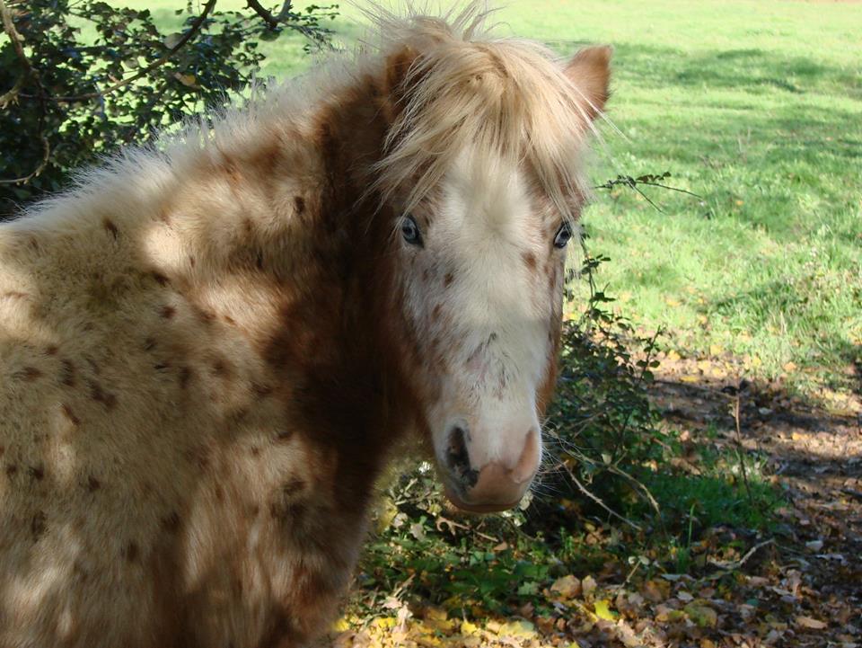 Image de l'annonce Poneys type SHETLAND toutes couleurs