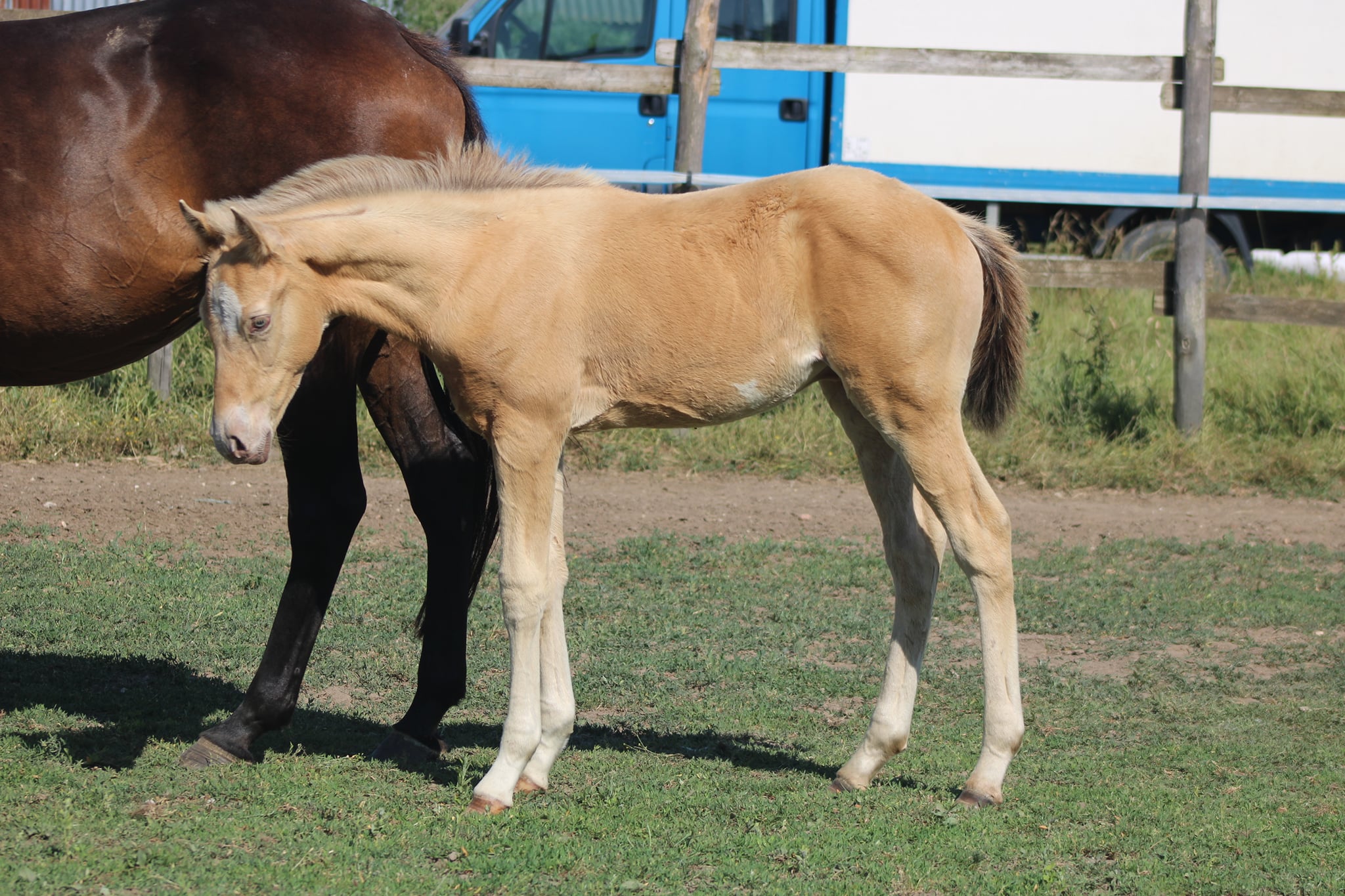 Image de l'annonce AV foal mâle champagne ambre ovéro