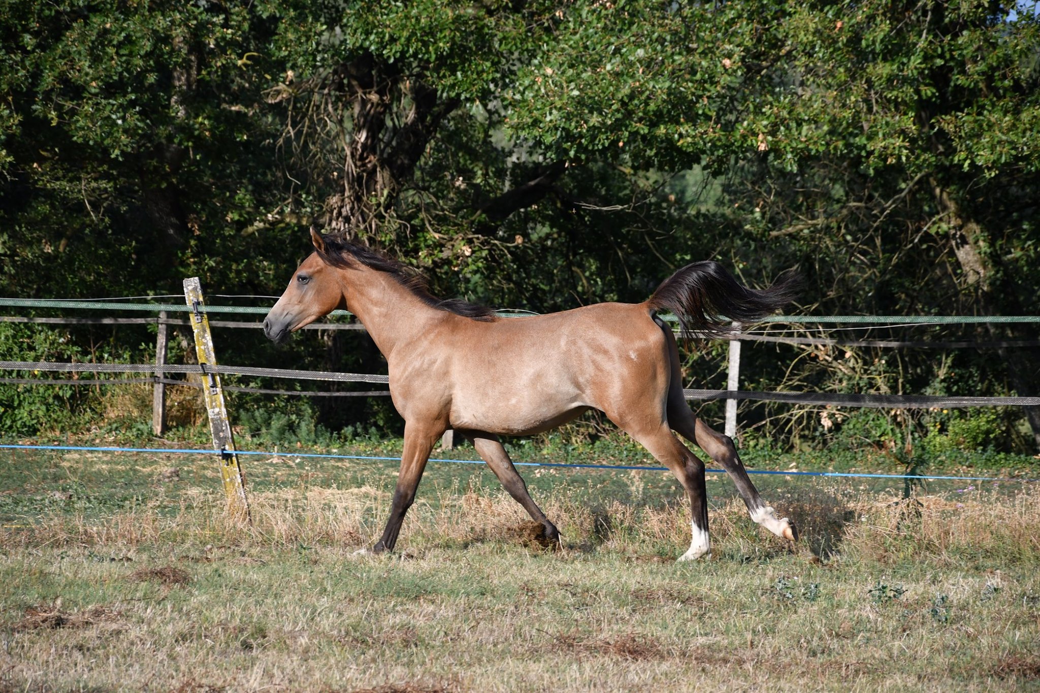 Image de l'annonce Joli mâle pur sang arabe de 2018
