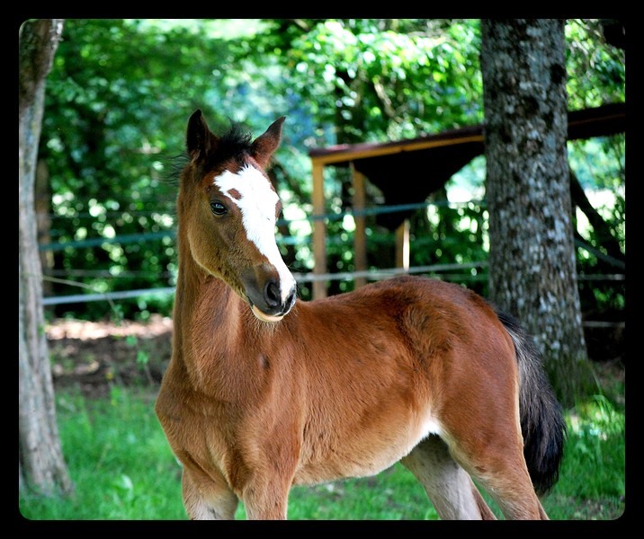 Image de l'annonce POULICHE WELSH PART BRED A RESERVER AU SEVRAGE - PETITE FILLE DE CASALL SUR SOUCHE MATERNELLE WELSH A PERFORMANTE