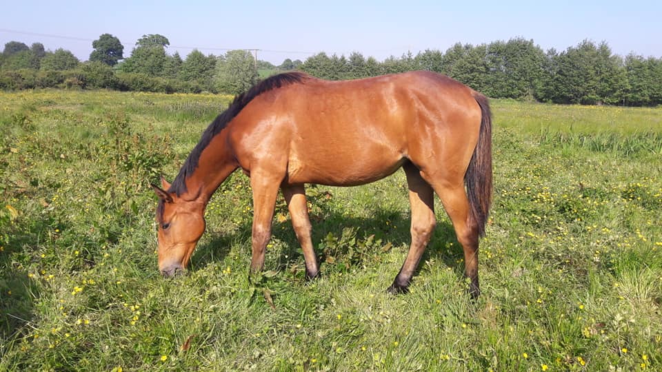Image de l'annonce Pouliche de 2ans SFO par Maloubet de Pleville