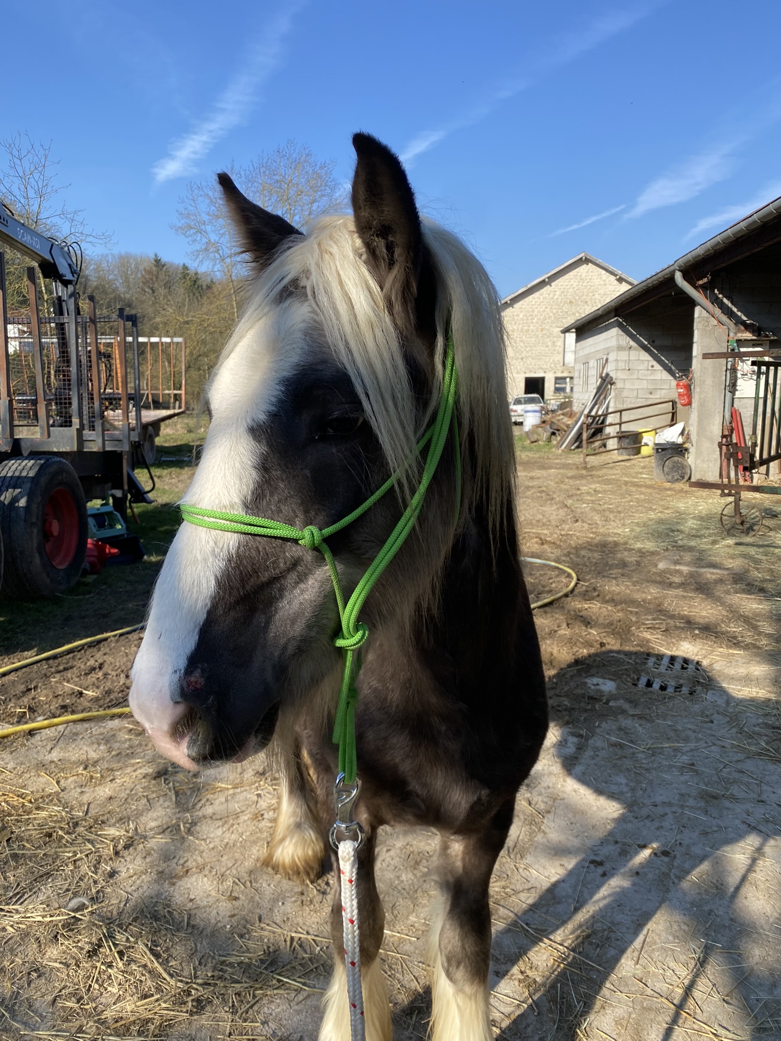 Image de l'annonce Entier Irish cob