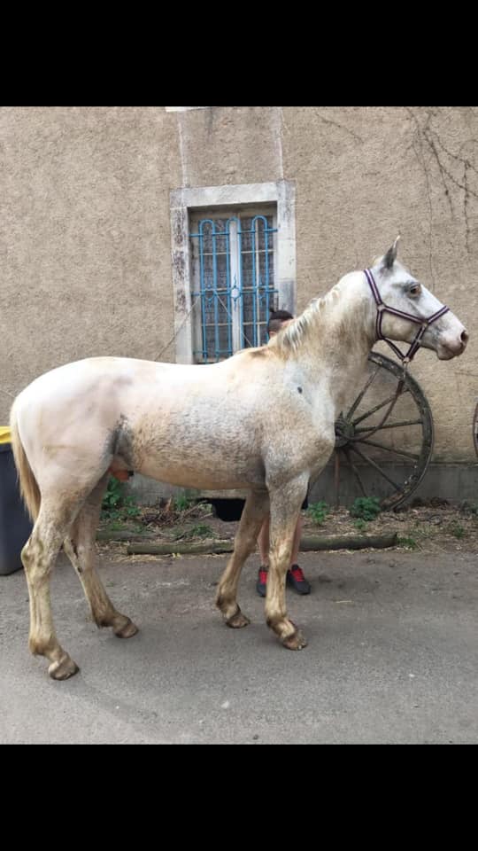 Image de l'annonce entier homozygote léopard plein papier lignée sport