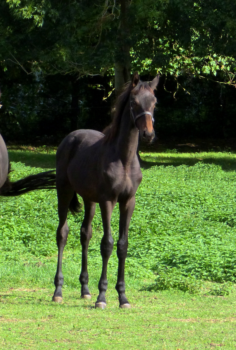Image de l'annonce Poulain SF par Propriano de l'Ebat CCI4* et la soeur du crack ROMANTIC LOVE CCI5* !