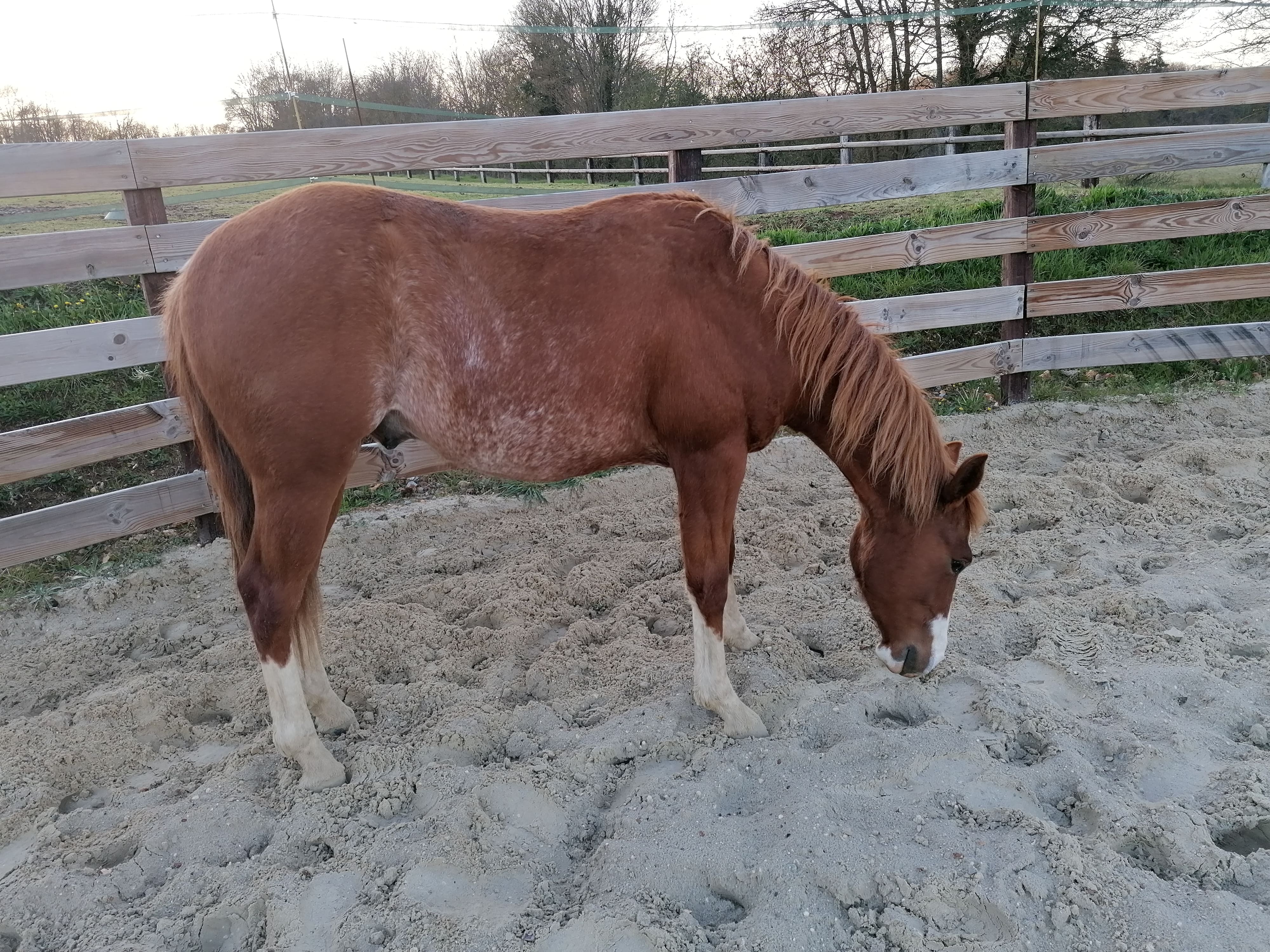 Image de l'annonce Quarter Horse  2 ans