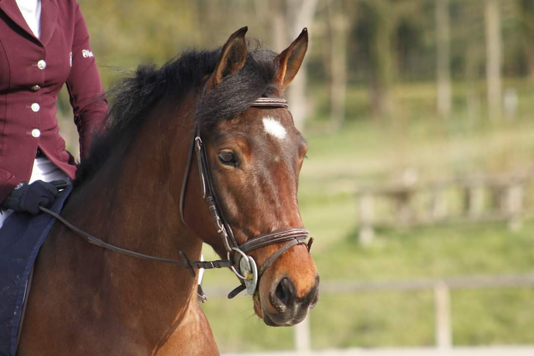 Image de l'annonce Poney prometteur