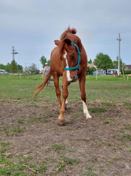 Image de l'annonce Vente d'un Quarter horse