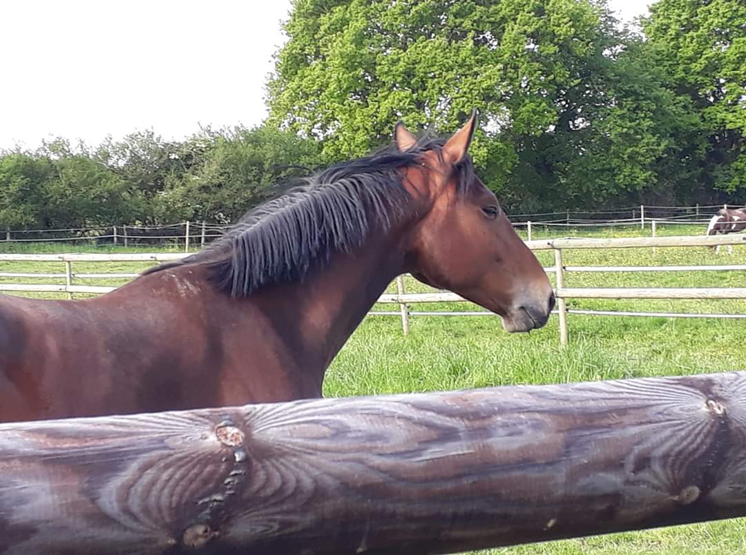 Image de l'annonce hongre par Vagabond de la  Pomme