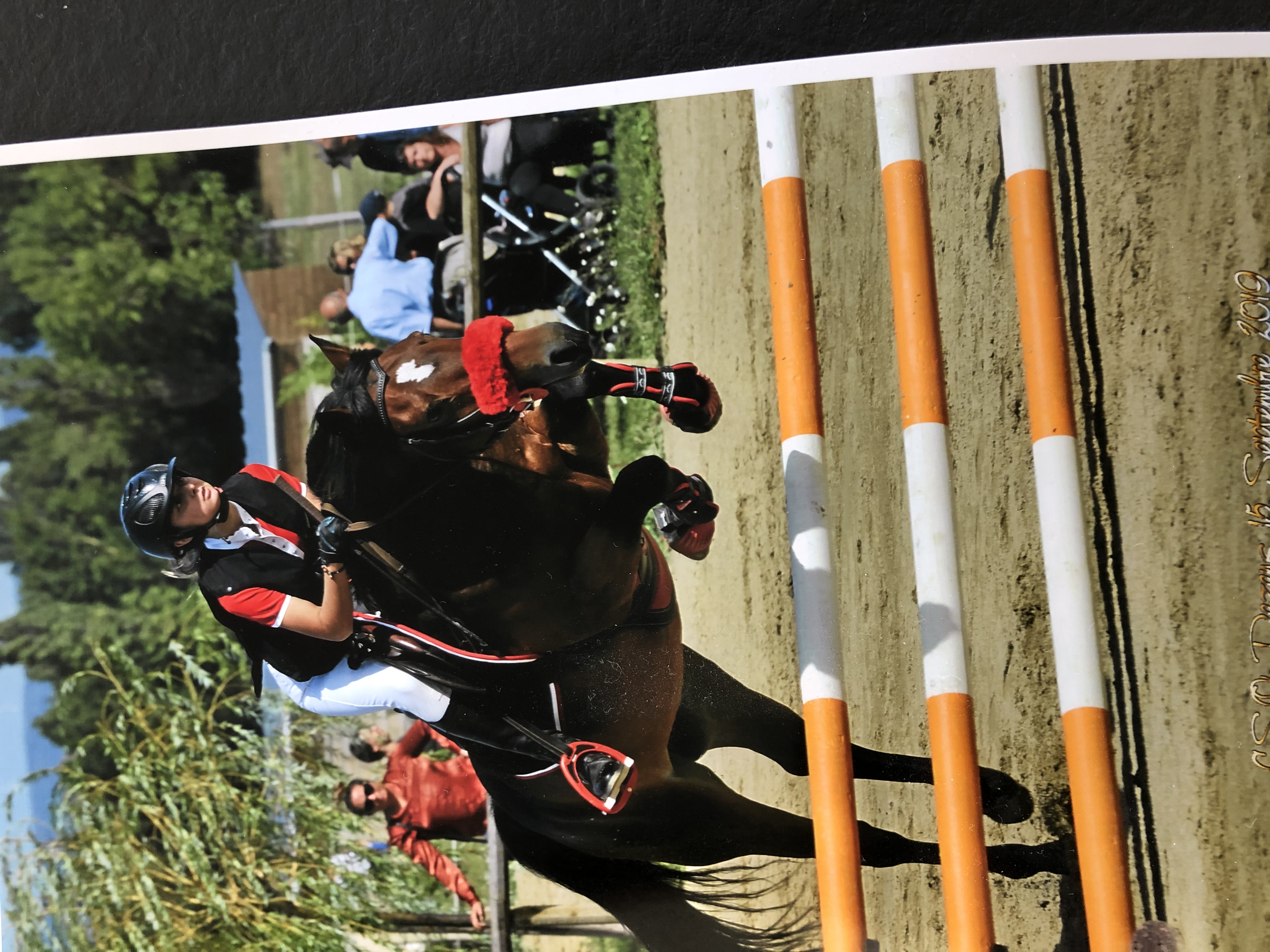 Image de l'annonce A vendre poney sport new Forest PP
