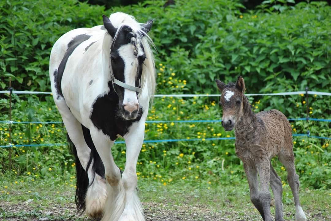 Image de l'annonce Cheval : Jument type Irish cob
