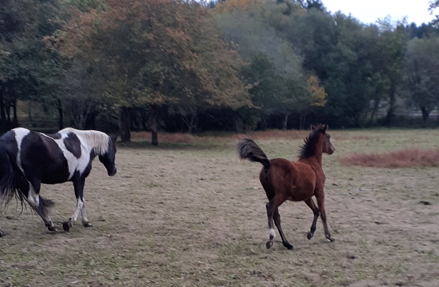 Image de l'annonce Kachina Las Benex pouliche sport CSO