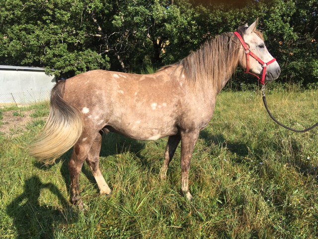 Image de l'annonce Hongre Haflinger/Pur sang arabe