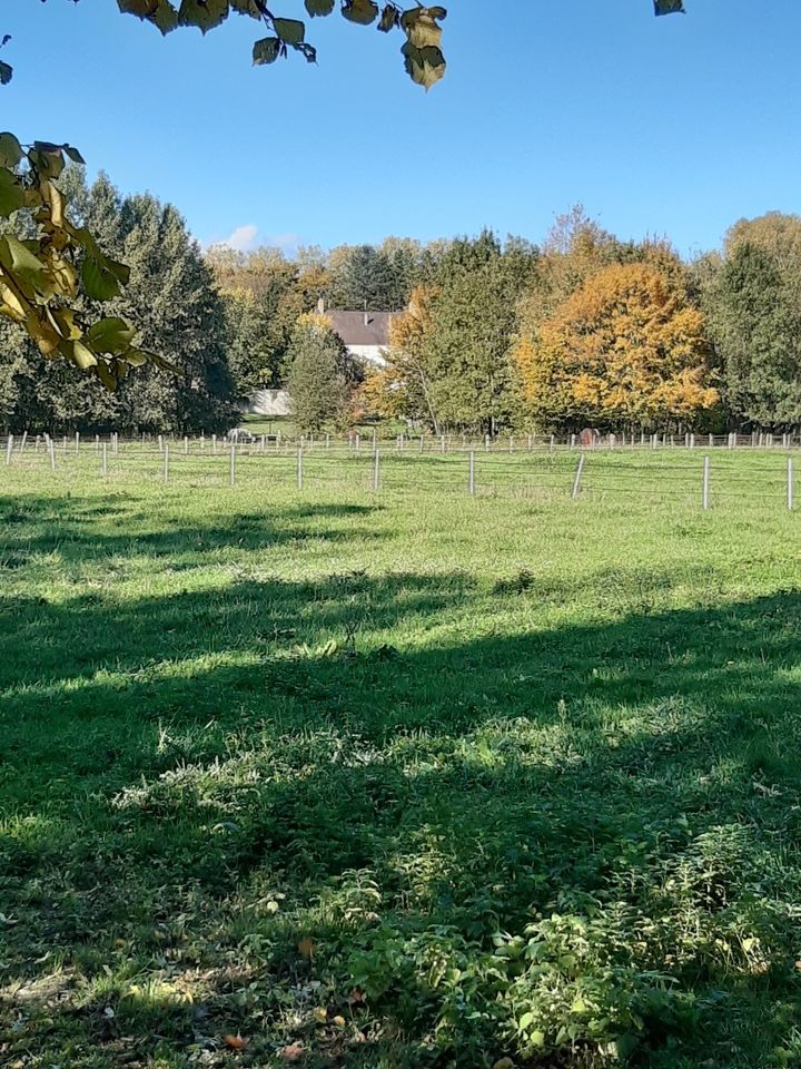 Image de l'annonce Cherche un cheval hongre à confier pour promenade déplaçable dans l'Oise dpt 60.