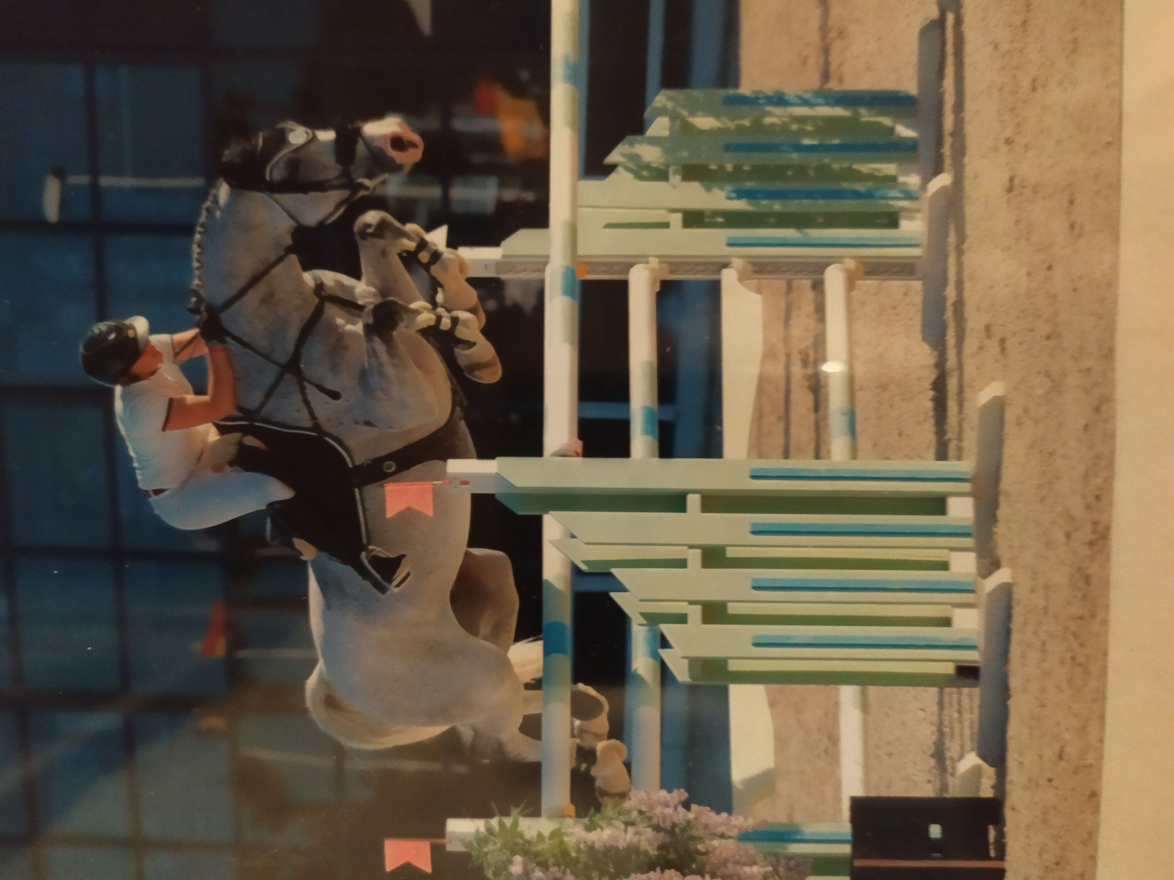 Image de l'annonce Cheval de CSO / Performer en 140