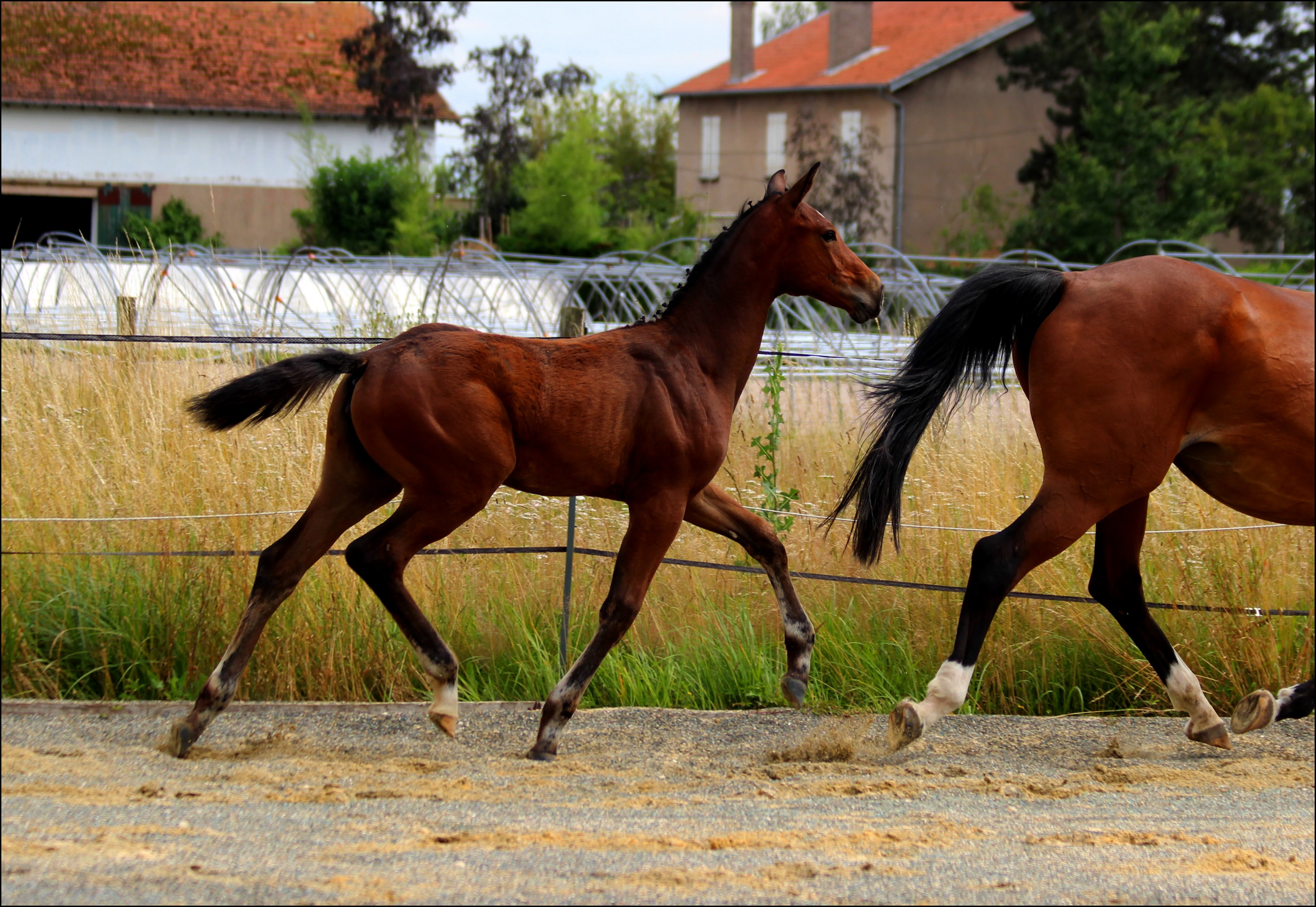 Image de l'annonce TOP POULICHE SFO ANDIAMO SEMILLY MERE ISO141