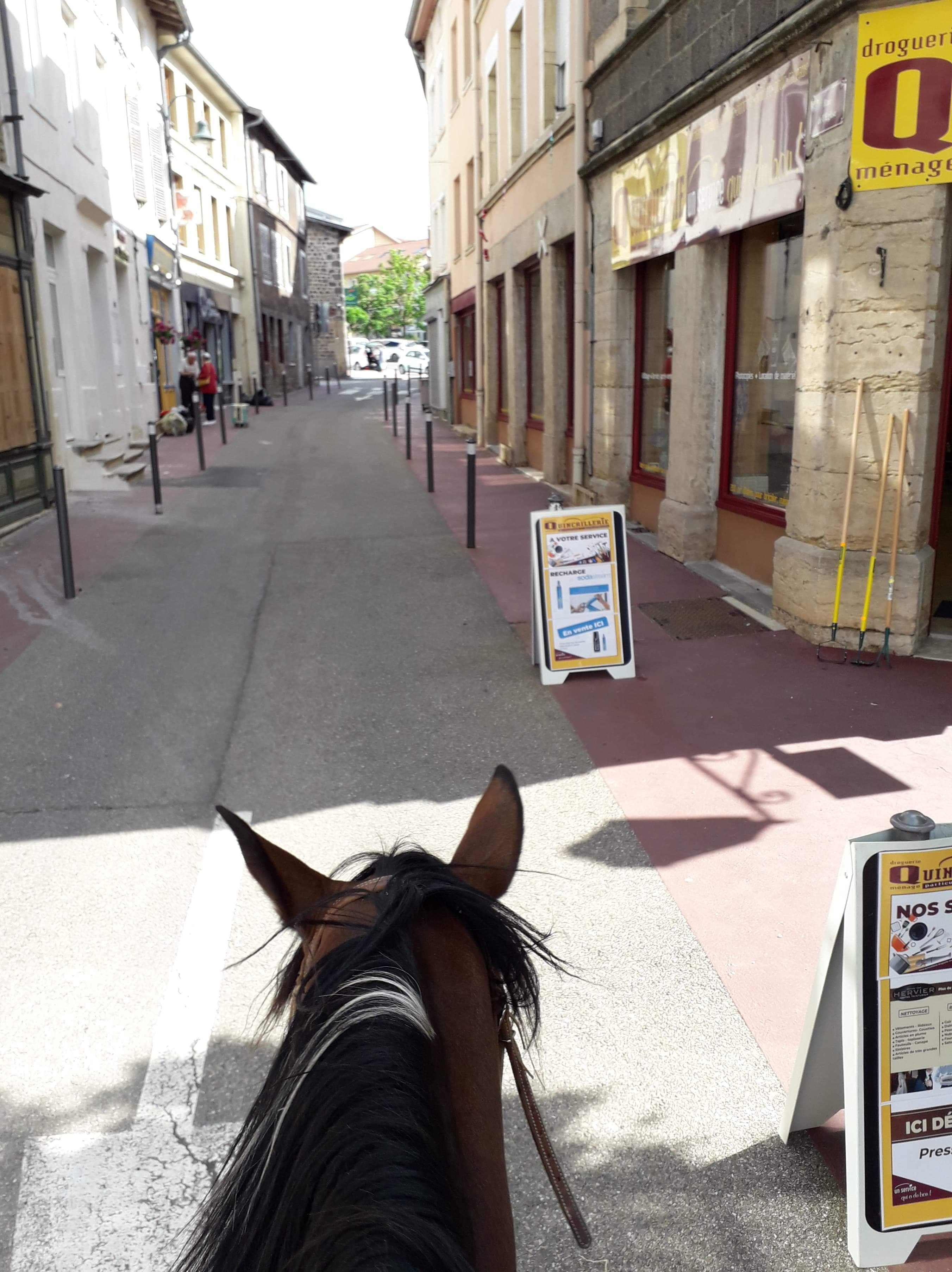 Image de l'annonce Jument quarter horse