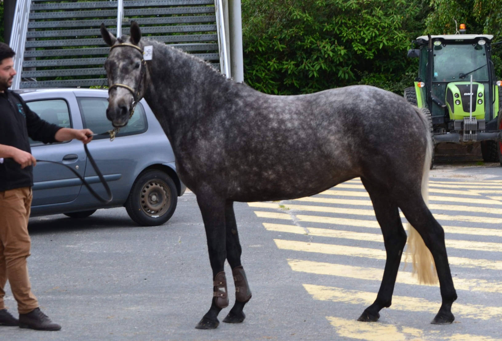 Image de l'annonce Pouliche connemara 3 ans