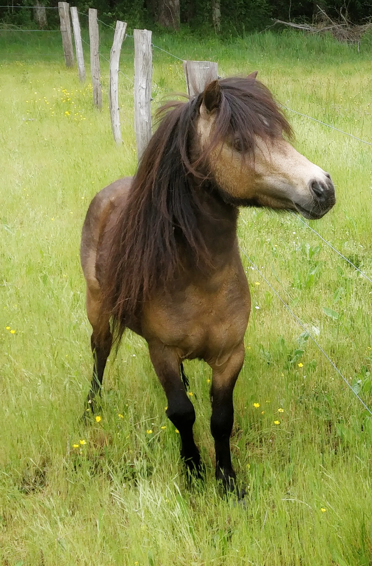 Image de l'annonce Cheval miniature AMHA, étalon
