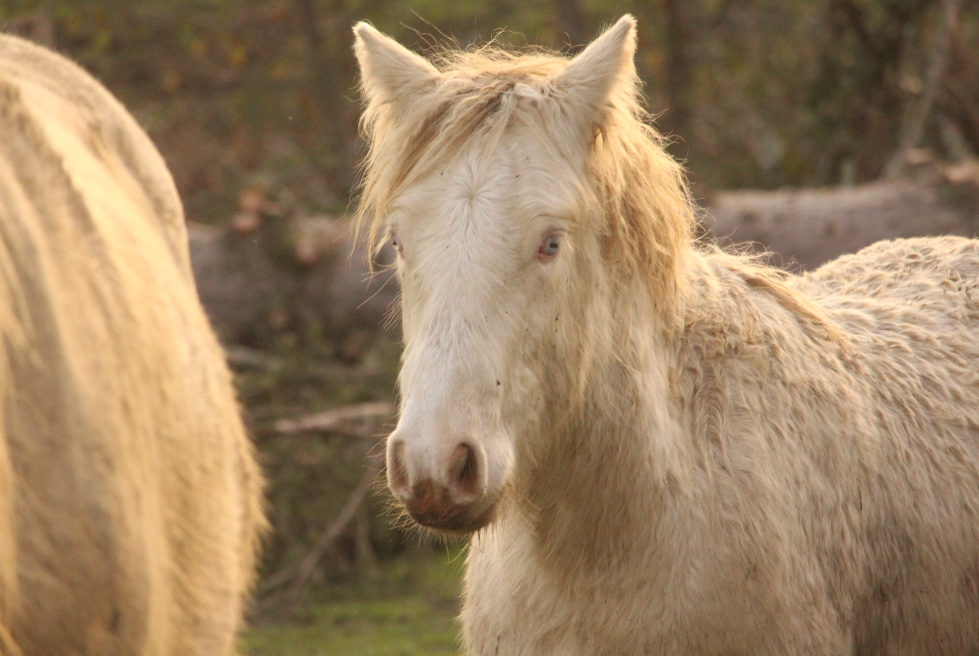 Image de l'annonce Poulain gypsy cob