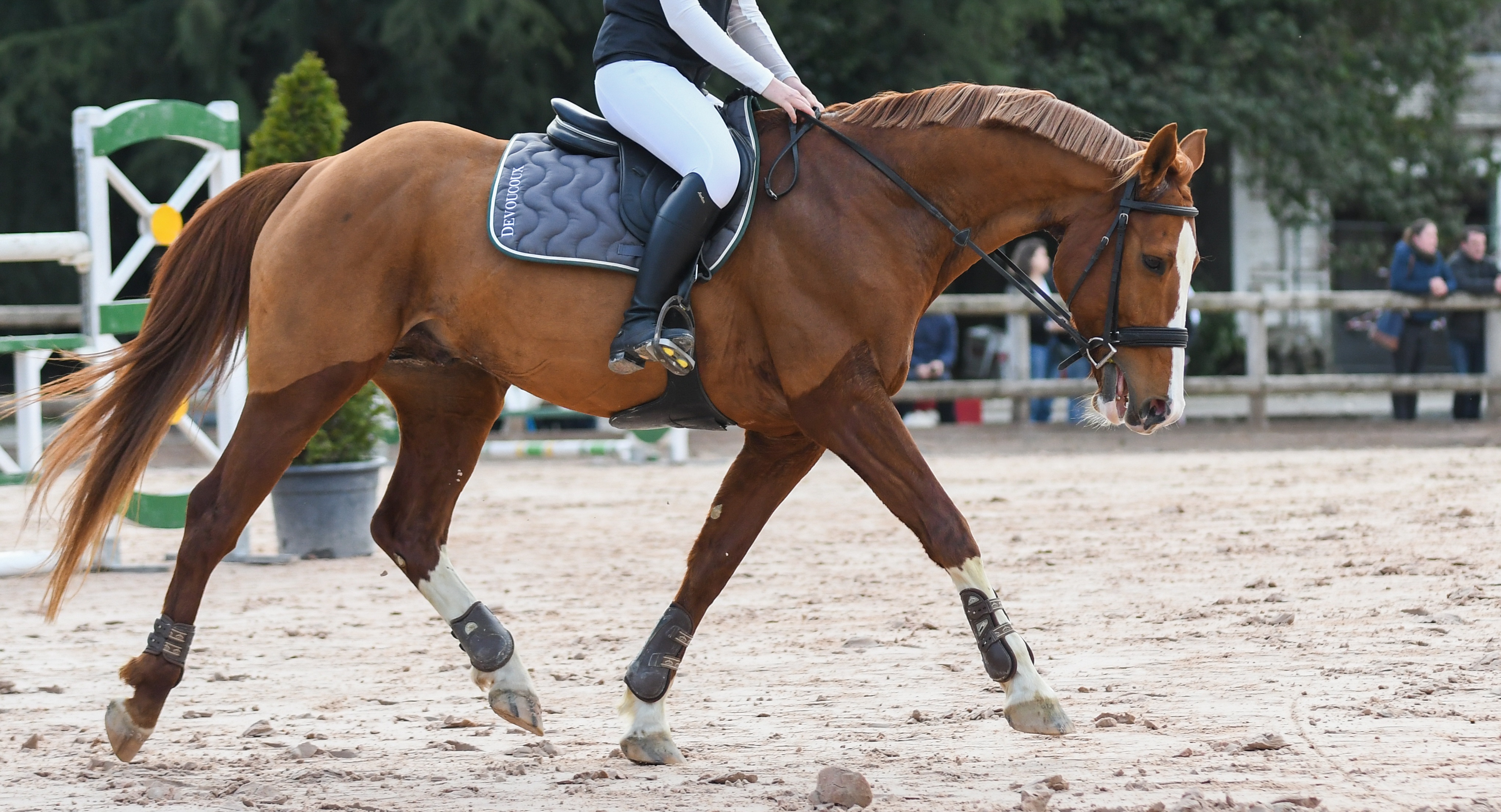 Image de l'annonce Cheval entier de sport