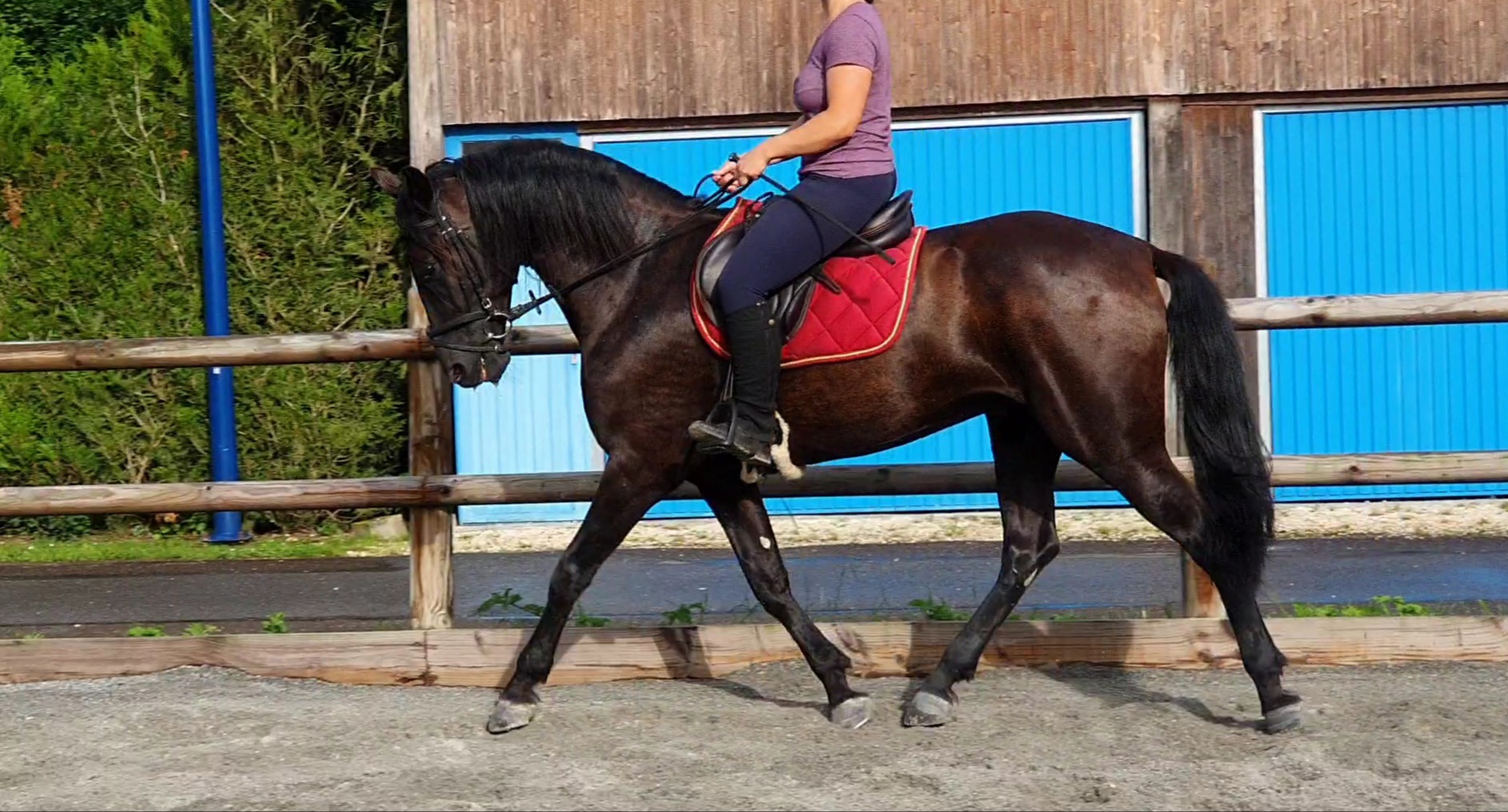 Image de l'annonce Vds magnifique hongre pure race espagnol noir