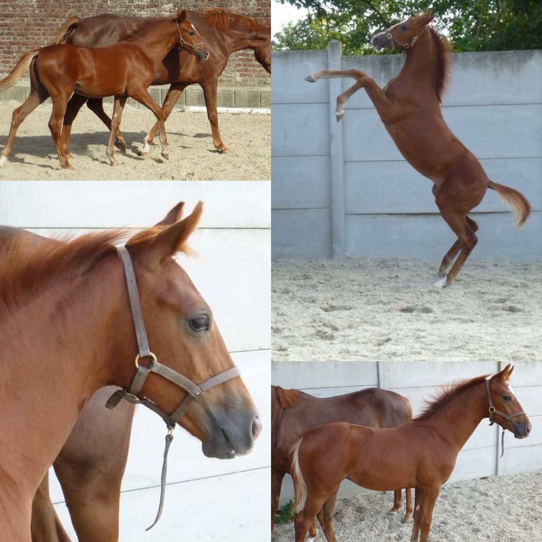 Image de l'annonce Pouliche dressage Oldenburger par Negro