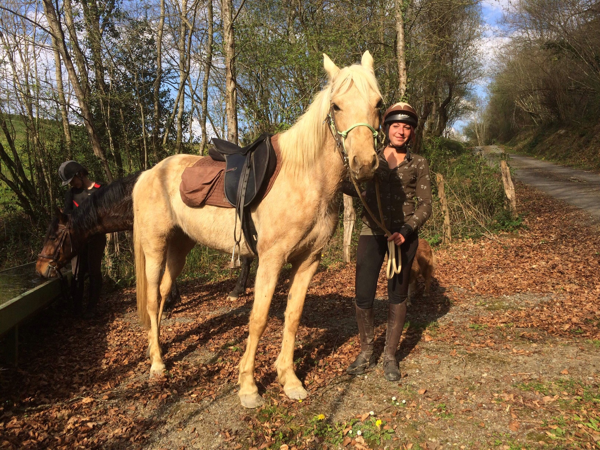 Image de l'annonce Jument demi sang arabe palomino