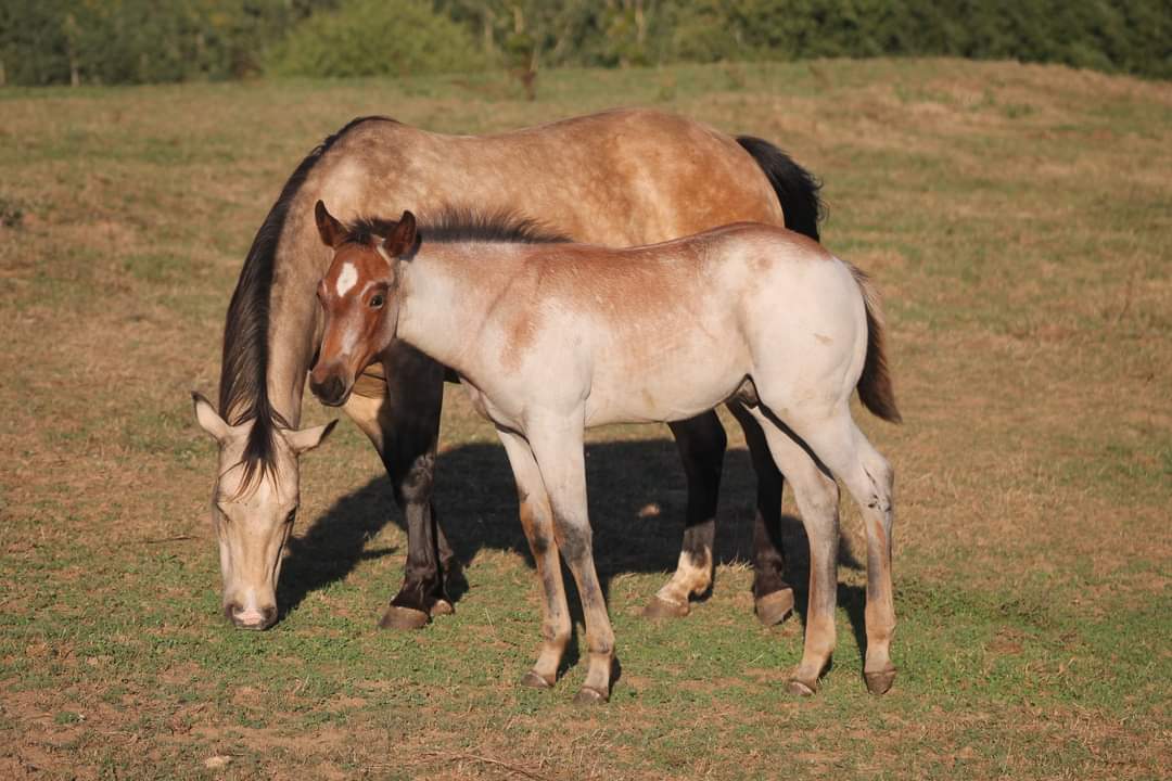 Image de l'annonce Quarter horse bai roan
