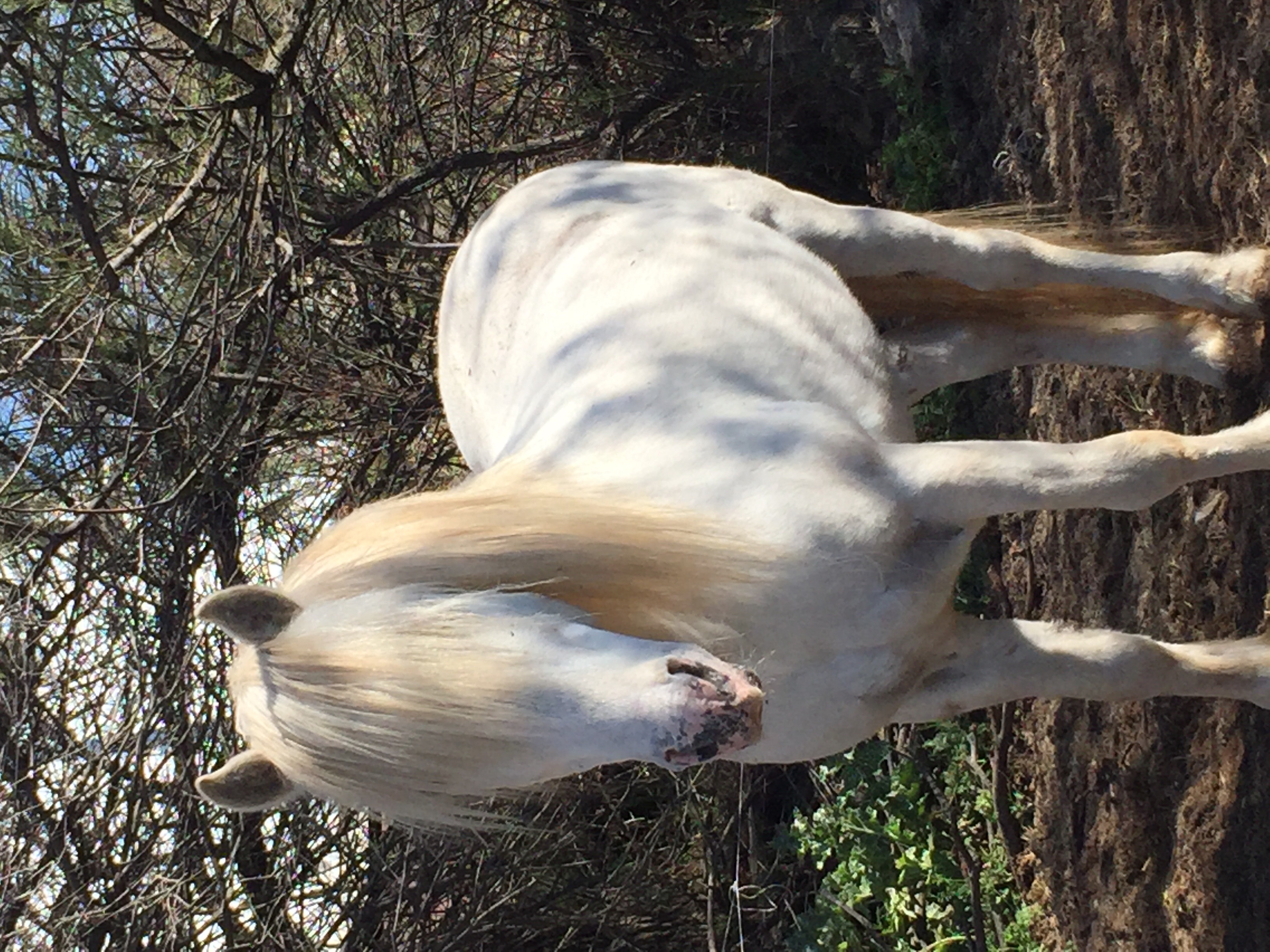 Image de l'annonce Mâle Camargue pp 12 ans