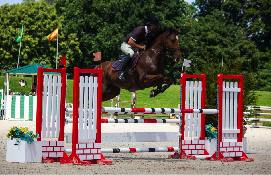 Image de l'annonce INDIGO VAN'T GESTELHOF BWP ; hongre de 11 ans ;  1m68