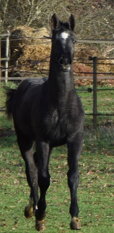 Image de l'annonce magnifique poulain de 2018 mâle gris (I'm Spécial de Muze x Ugano Sitte)