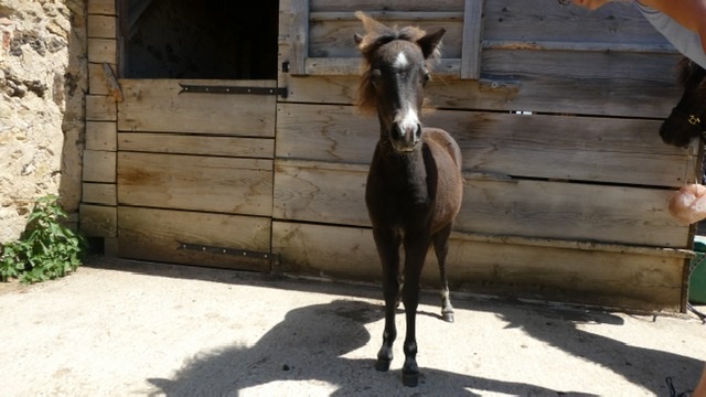 Image de l'annonce Élevage chevaux miniatures AMHA, pouliche, poulain, poulinières, hongres