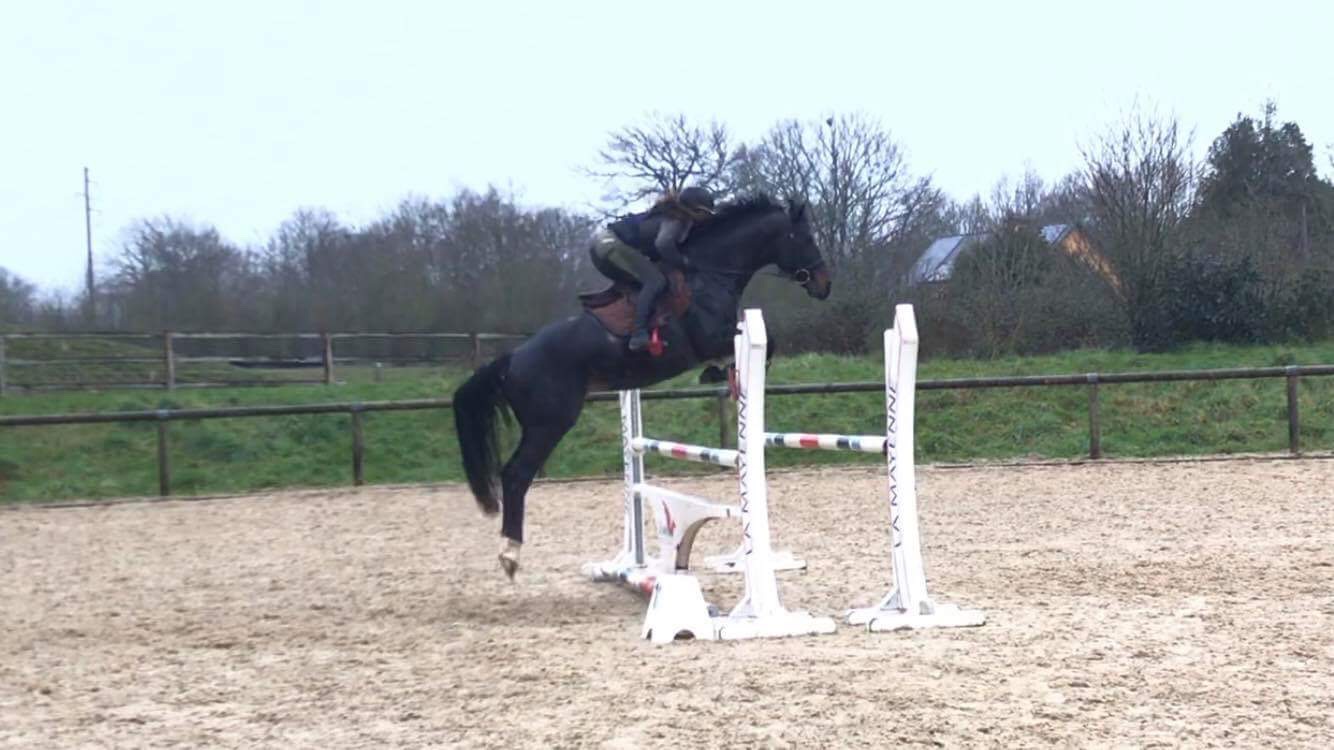 Image de l'annonce Joli petit cheval de sport 6 ans