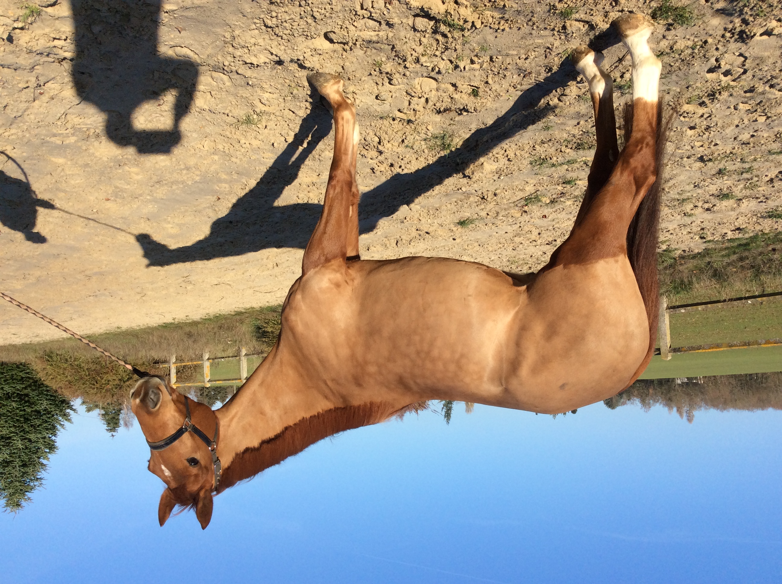 Image de l'annonce cheval de dressage 5 ans 1m83  SF par don juan de hus