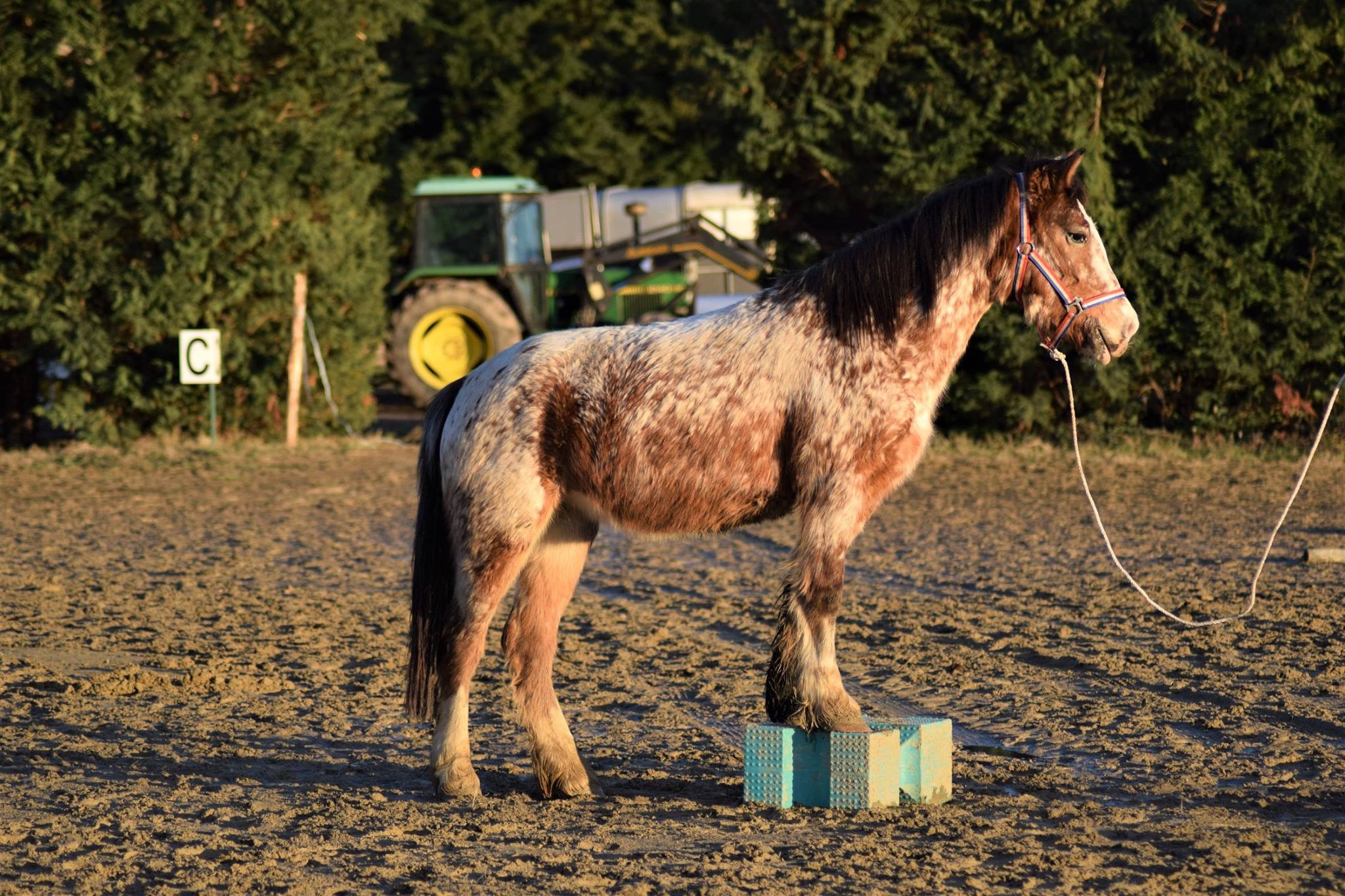 Image de l'annonce Ponette PP welsh part-bred